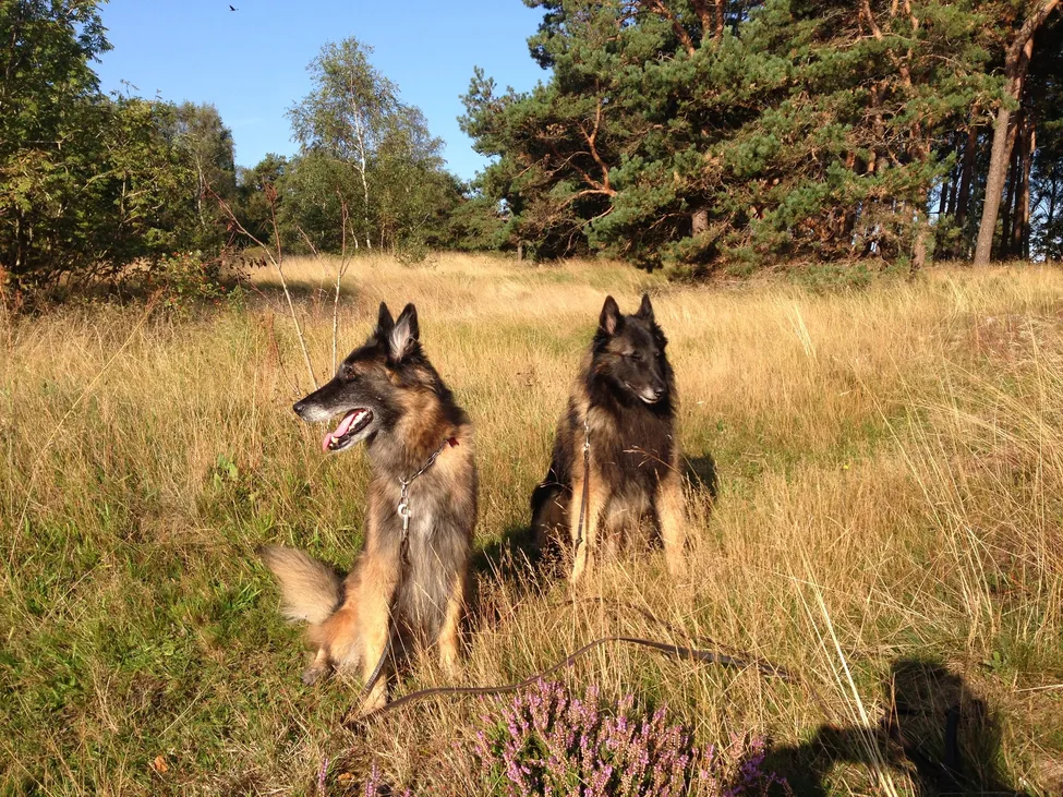Klicka för att förstora