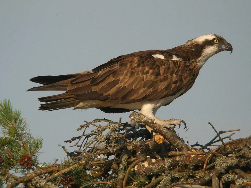 Klicka för att förstora
