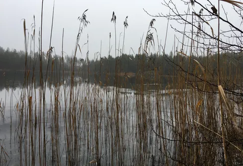 Förmiddagskaffe i stillheten