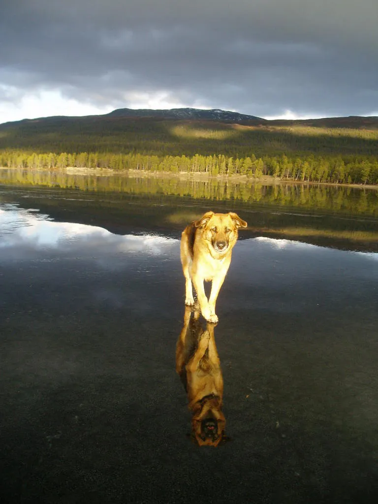 Klicka för att förstora
