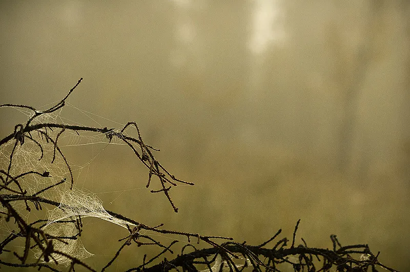 Klicka för att förstora