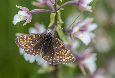 Ny statistik om skyddad natur