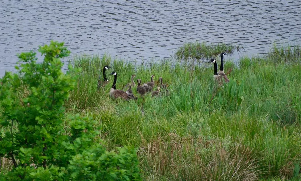 Klicka för att förstora
