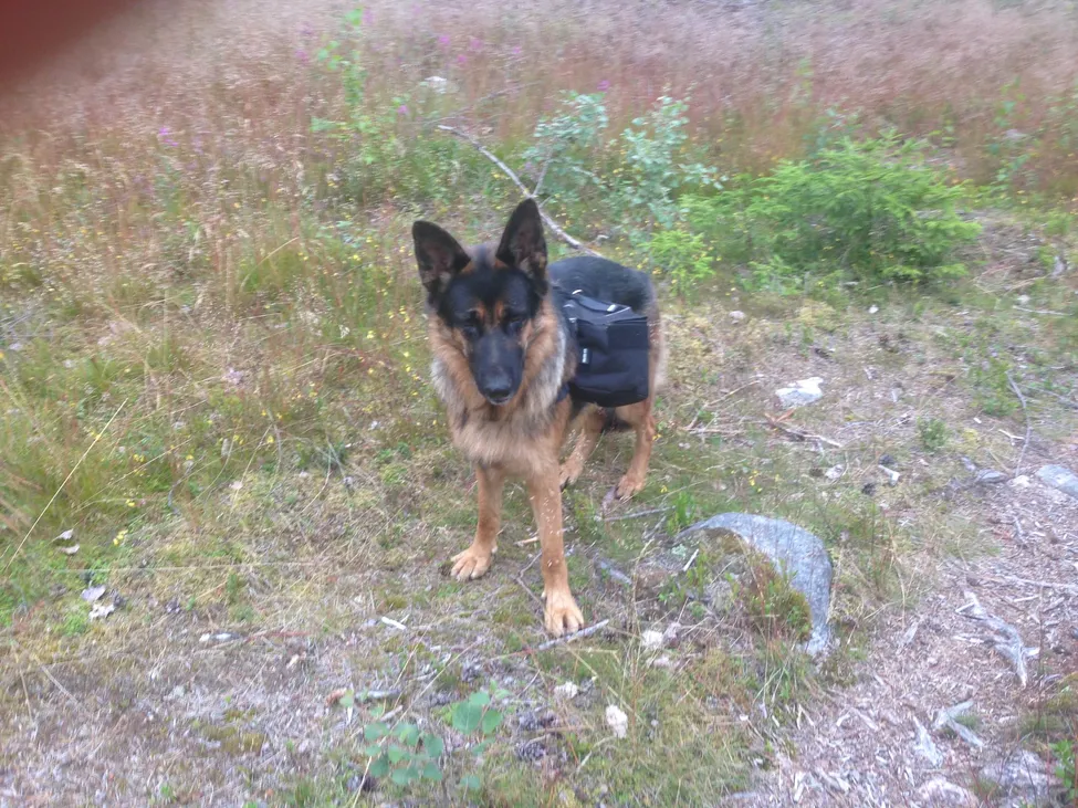 Klicka för att förstora