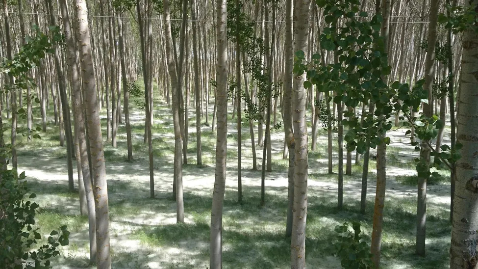 Klicka för att förstora