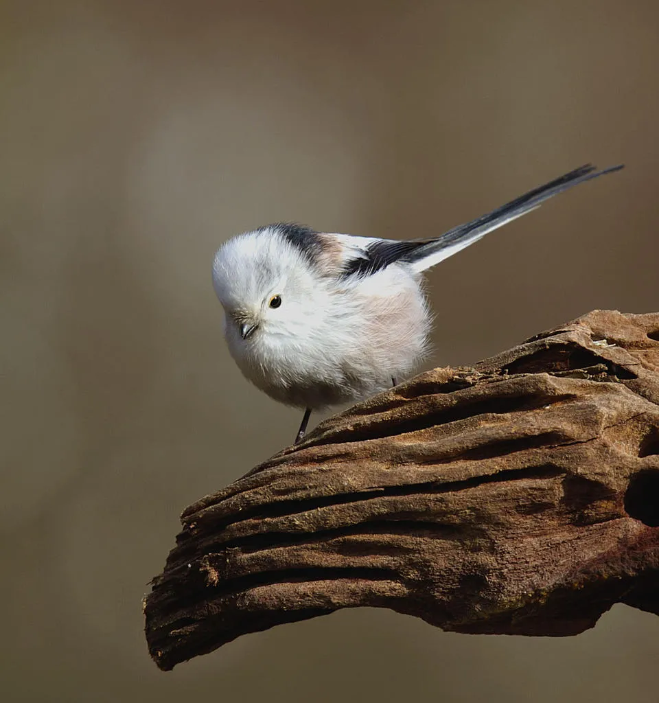 Klicka för att förstora