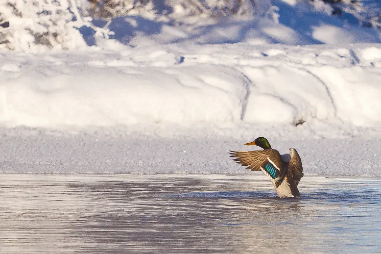 Klicka för att förstora