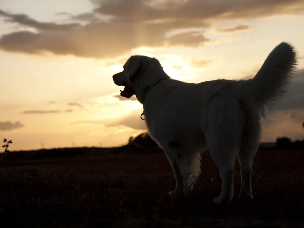Klicka för att förstora