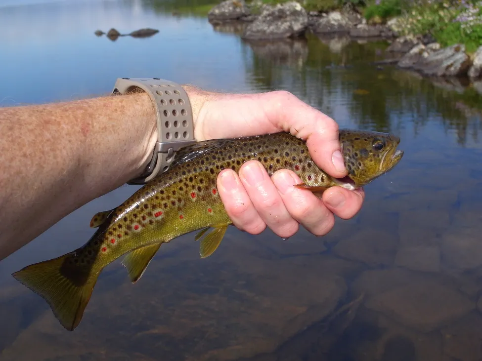 Klicka för att förstora