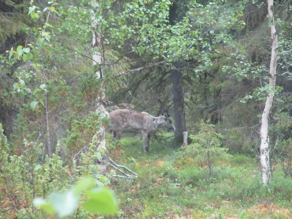 Klicka för att förstora