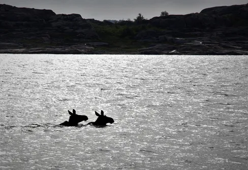 10 minnesvärda djurmöten