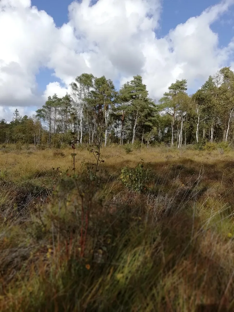 Klicka för att förstora