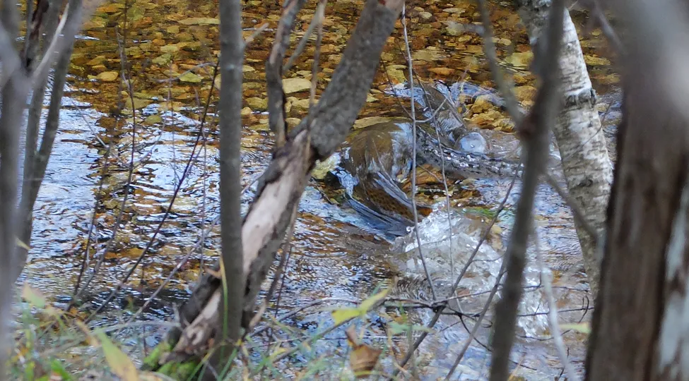 Klicka för att förstora