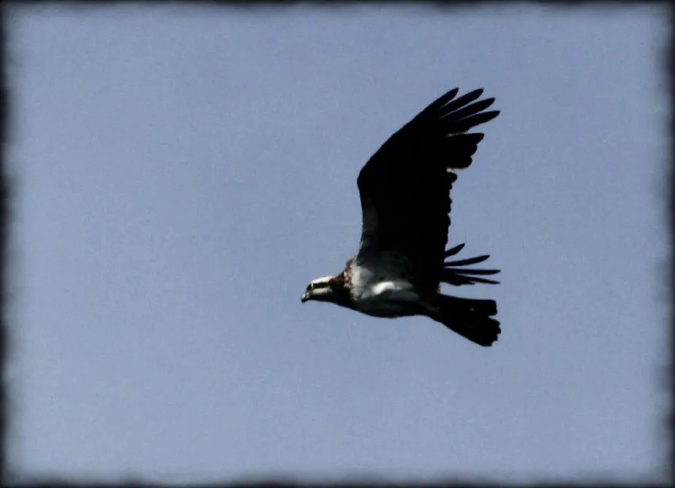 Klicka för att förstora