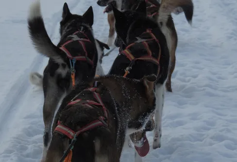 En tur på fem mil med hundspann.