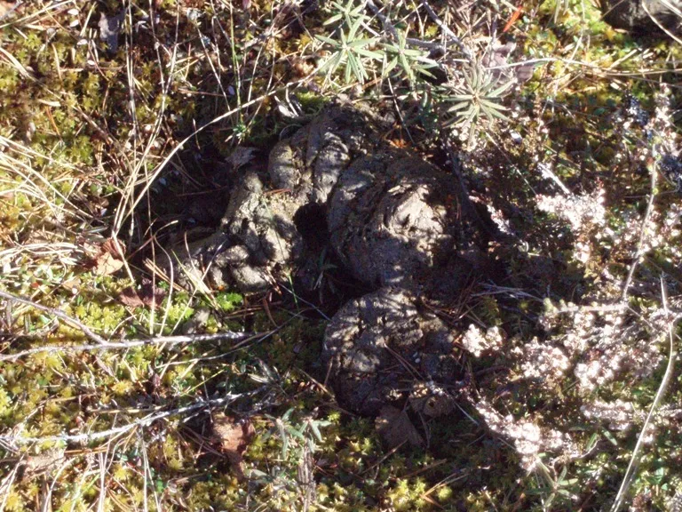 Klicka för att förstora