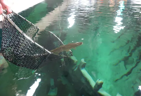 Kommunicera med ålar, går det?