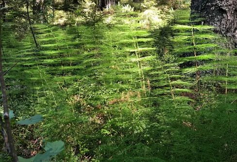 Ny fototävling - Mönster och monster i naturen