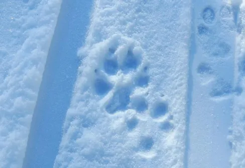 Oväntat möte i Kilsbergen