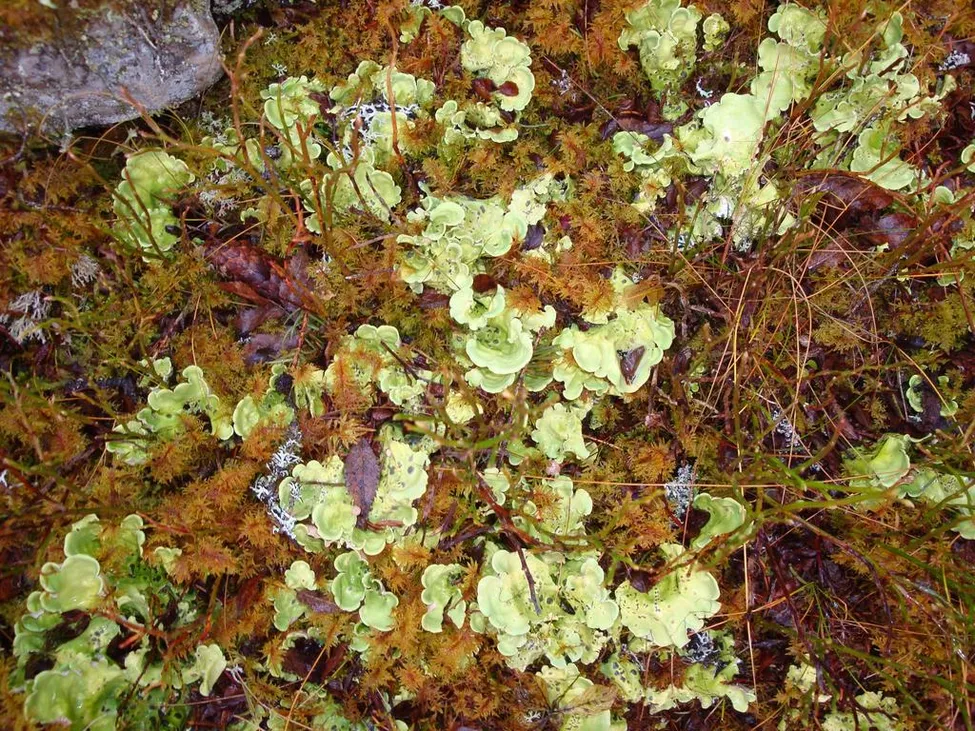 Klicka för att förstora