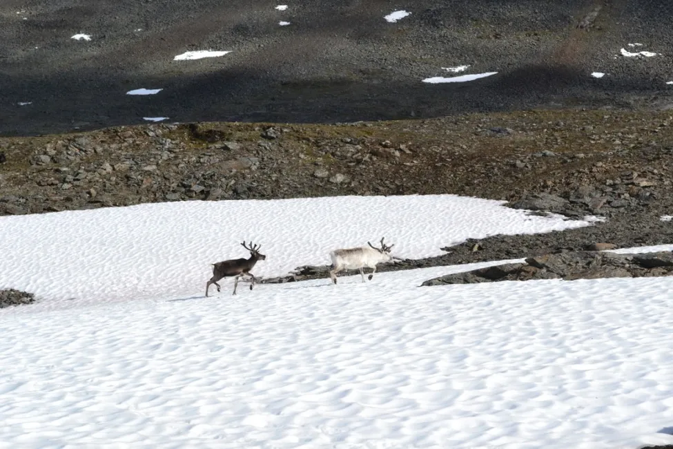 Klicka för att förstora