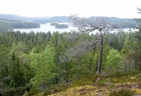 Finnskogsleden i flödande sol
