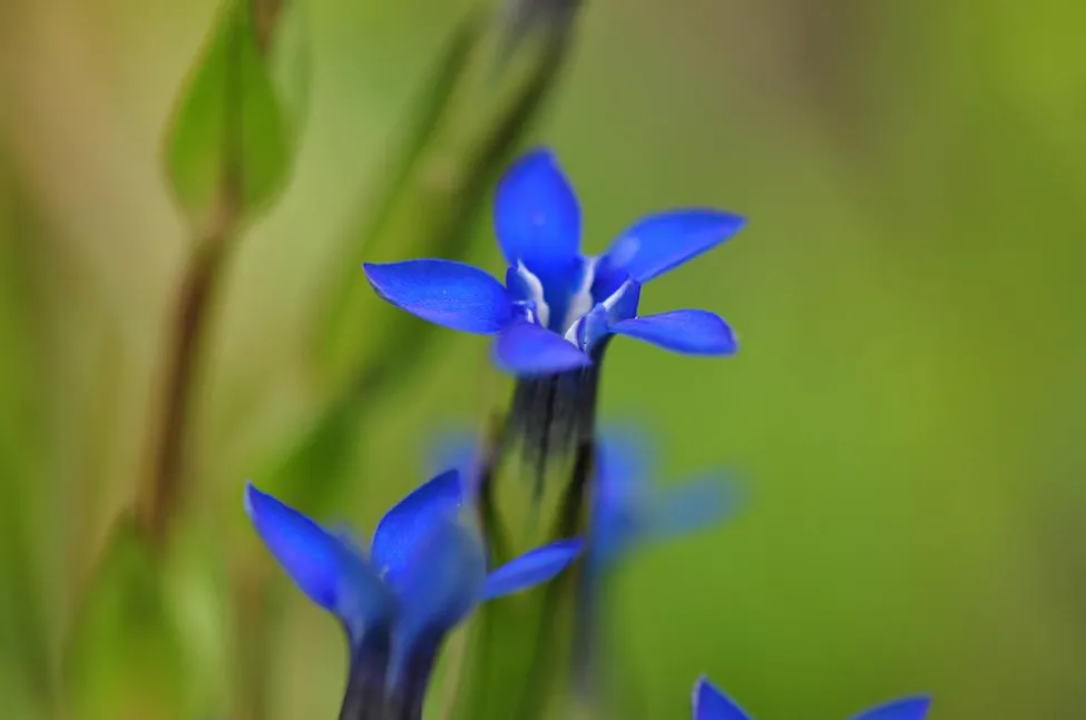 Klicka för att förstora
