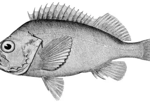 Kungsfisk fångad i Öresund