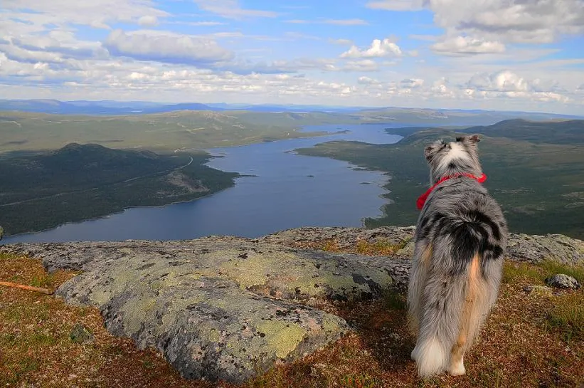 Klicka för att förstora