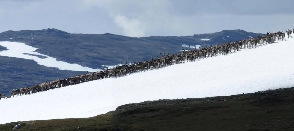 Klicka för att förstora