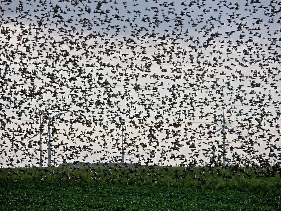 Klicka för att förstora