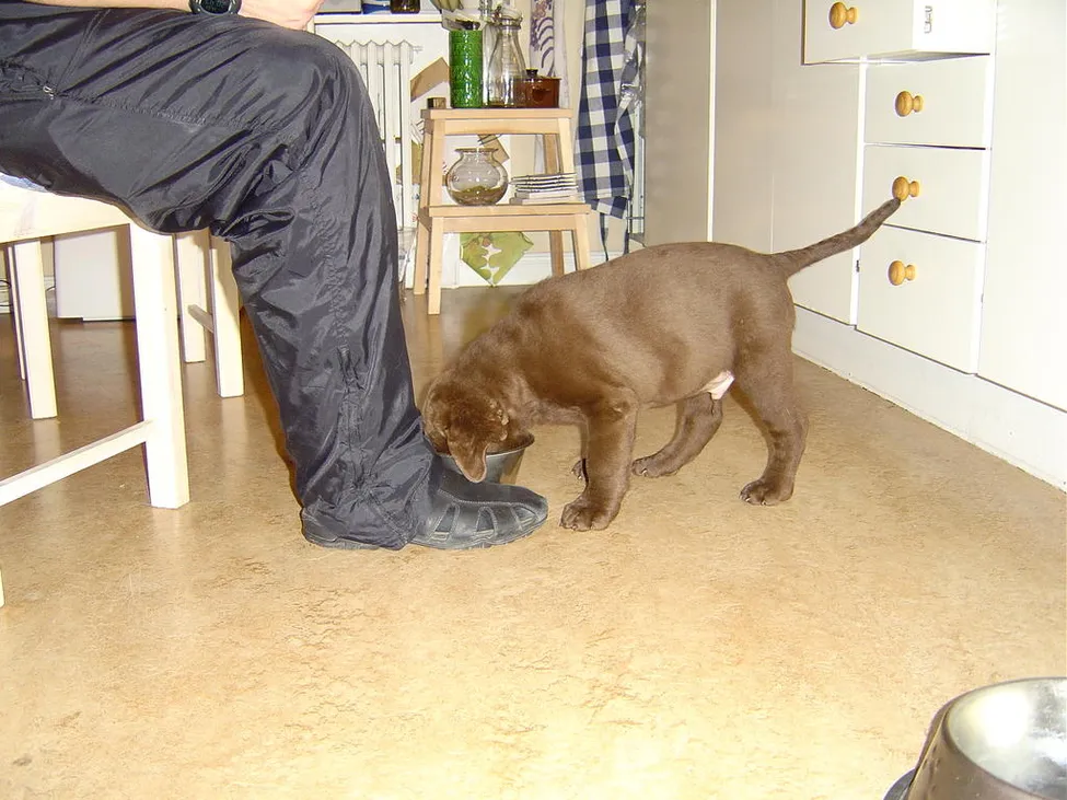 Klicka för att förstora