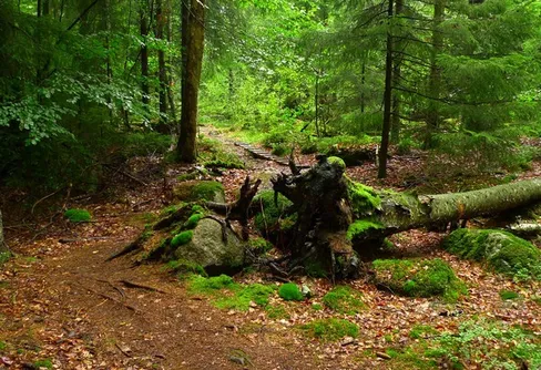 Små gyllene korn på Skåneleden