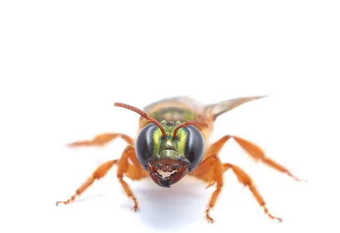 Därför hittar djuren hem