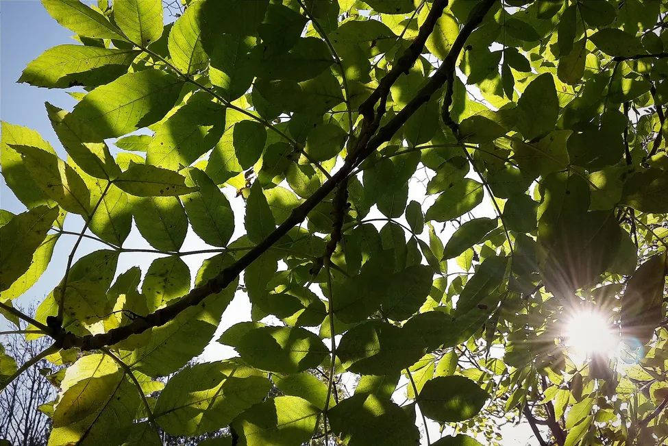 Klicka för att förstora