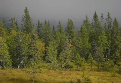 Åtgärder för värdefull natur skapade drygt 1 100 jobb