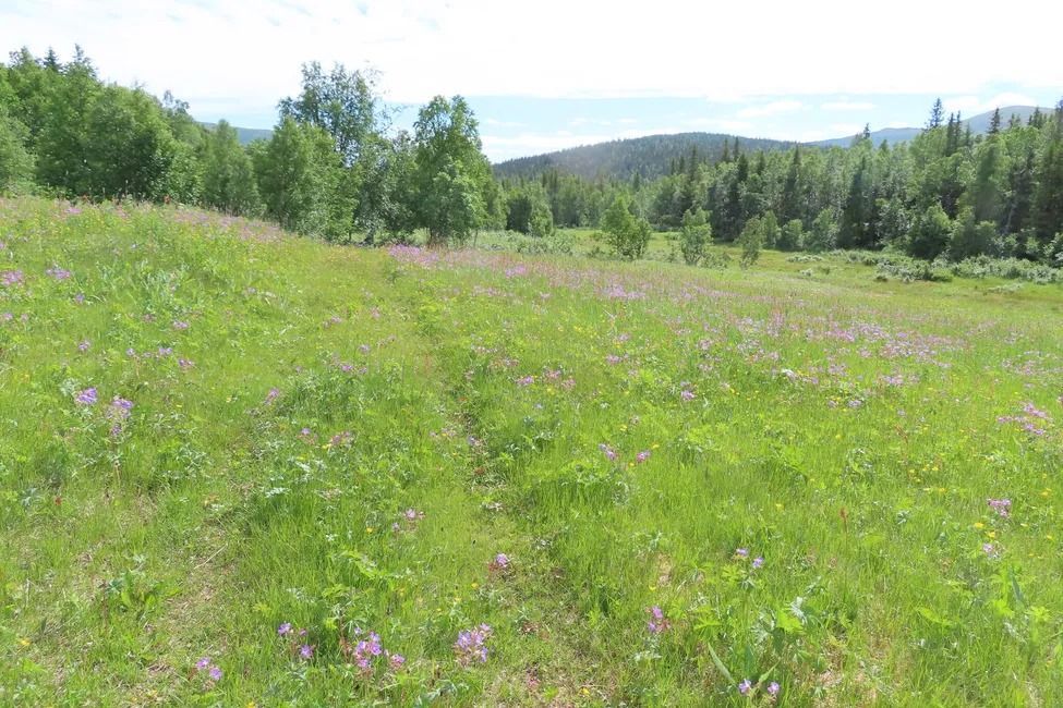Klicka för att förstora