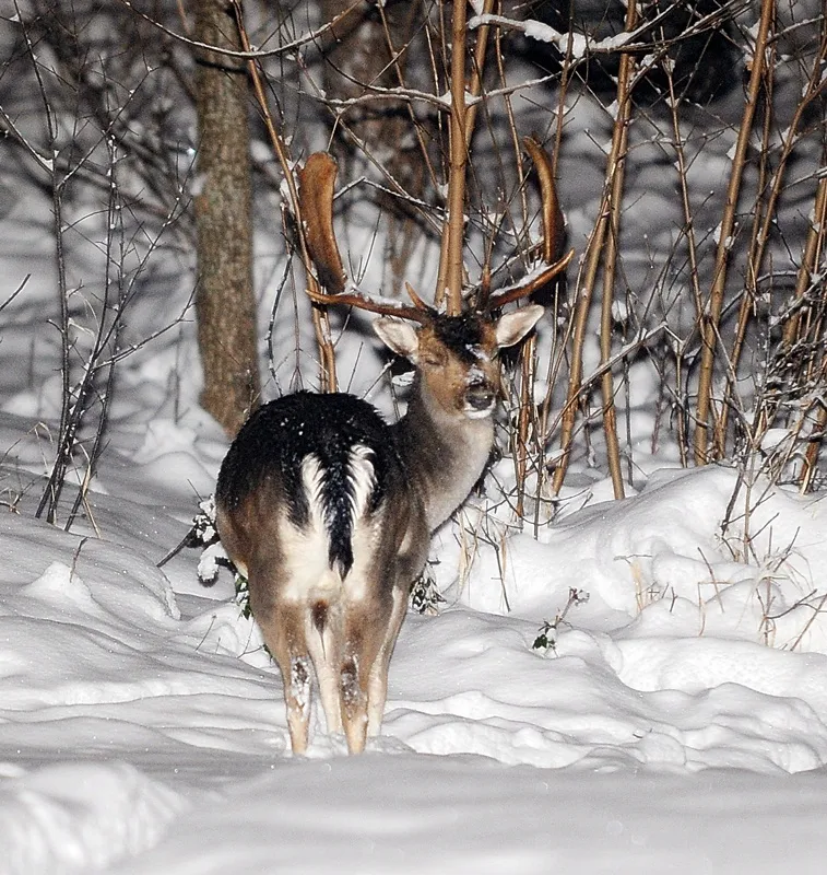 Klicka för att förstora