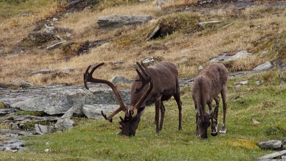 Klicka för att förstora