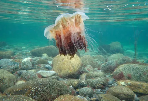 Dag 112 Finnlandsneset - Laneset