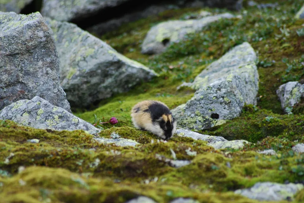 Klicka för att förstora