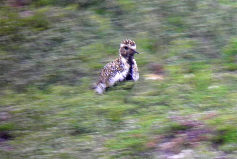 Klicka för att förstora