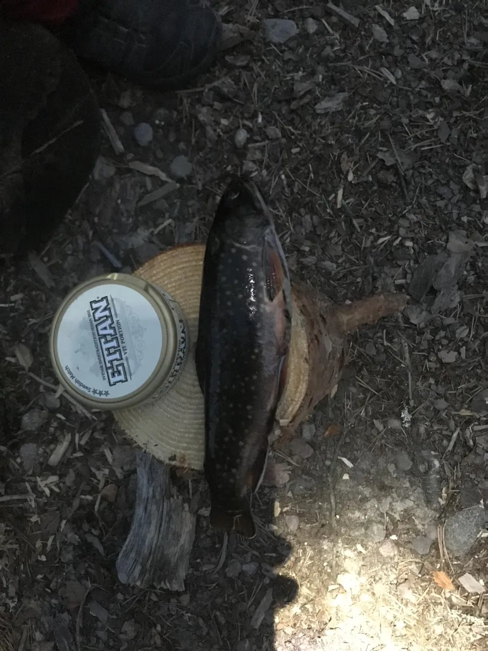 Klicka för att förstora