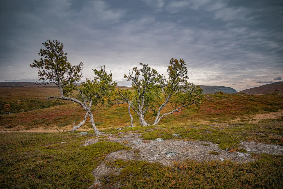 Klicka för att förstora