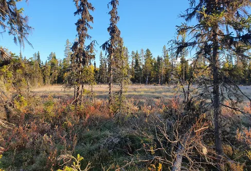 10 september – Easy Elsie och urskog, del 1