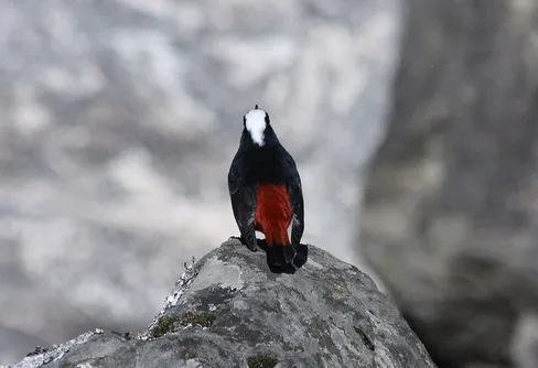 Resa till Nepal. Del 6.