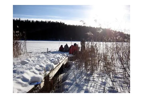 Sjungande skär på soldränkt is