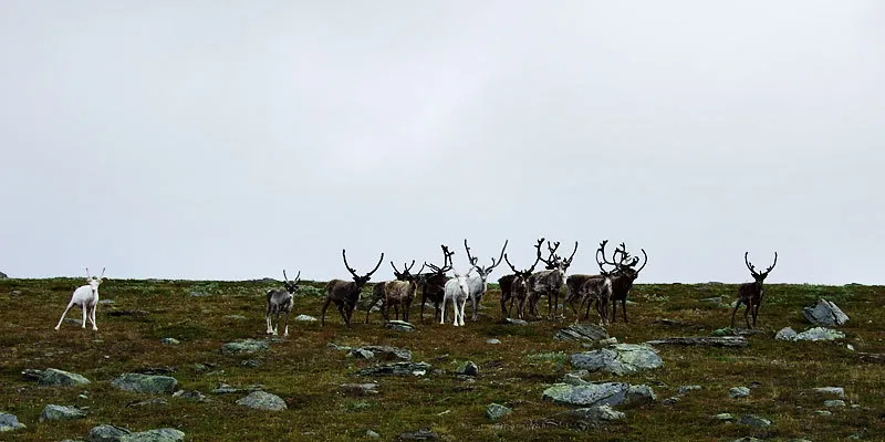 Klicka för att förstora
