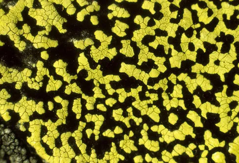 Drömtur till Mierkagájsse med ödesdiger miss och oväntat slut.