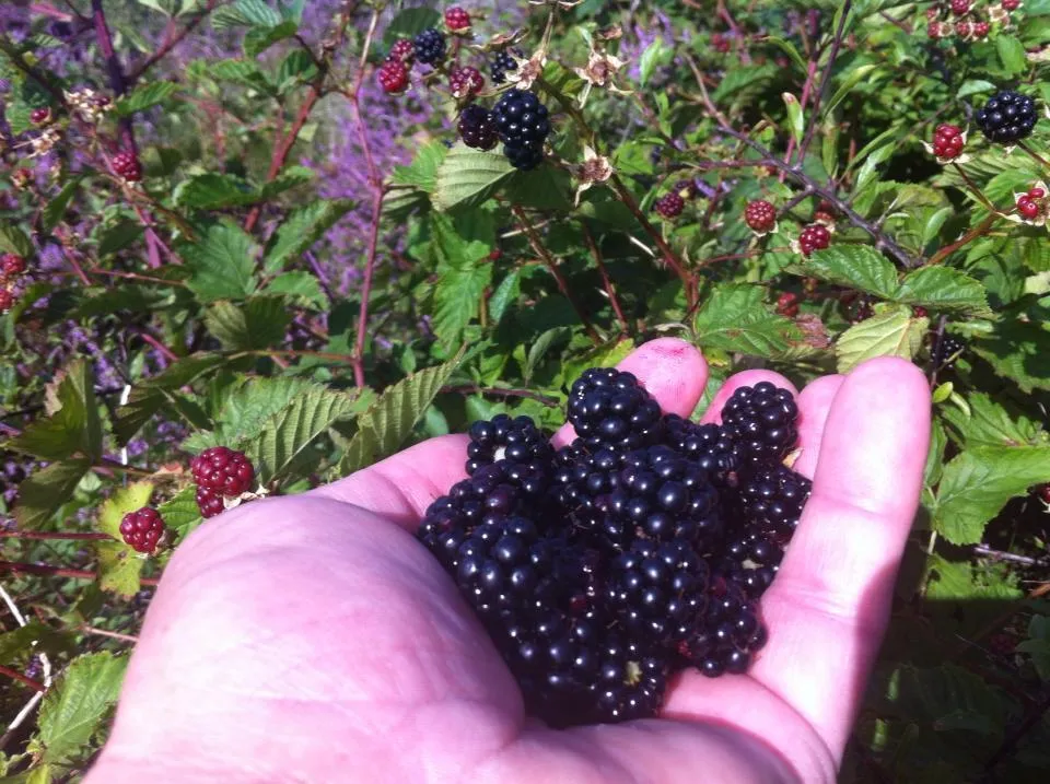 Klicka för att förstora